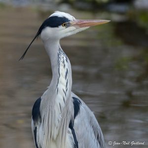 Nature oiseaux