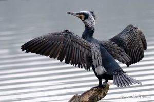 Nature oiseaux