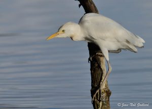 Nature oiseaux