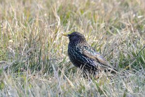 Nature oiseaux