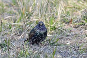 Nature oiseaux
