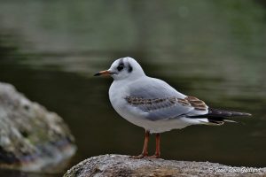 Nature oiseaux