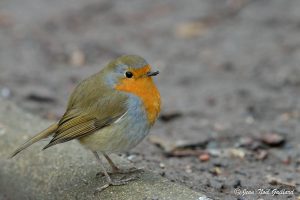 Nature oiseaux