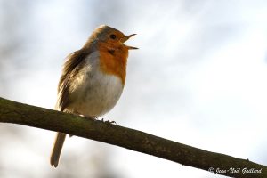 Nature oiseaux