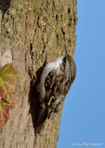 Nature oiseaux
