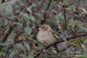 Nature oiseaux