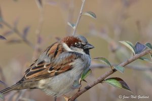 Nature oiseaux