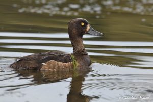 Nature oiseaux