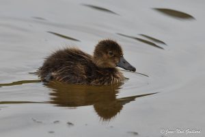 Nature oiseaux