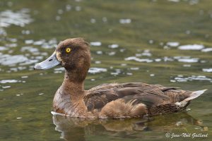 Nature oiseaux