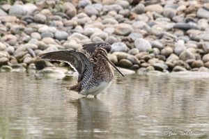 Nature oiseaux