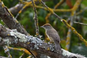 Nature oiseaux
