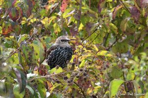 Nature oiseaux