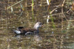 Nature oiseaux