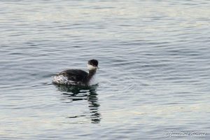 Nature oiseaux