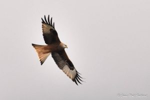 Parc Naturel Régional des Monts d'Ardèche