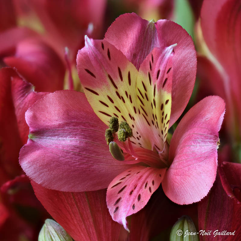Focus stacking