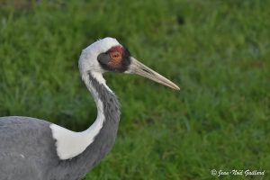 Regards sur la nature - Grue à cou blanc
