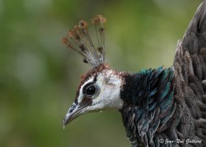 Regards sur la nature - Paon