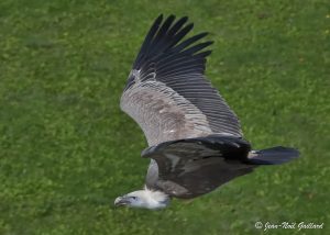 Regards sur la nature - Vautour fauve