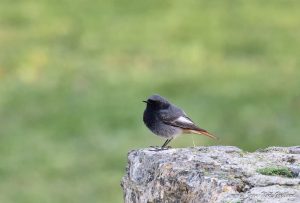 Parc Naturel Régional des Monts d'Ardèche - Rouge-queue mâle