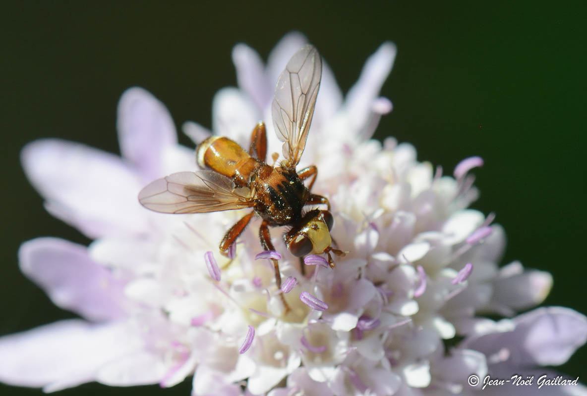 Grand Parc Miribel-Jonage - Sicus ferrugineux