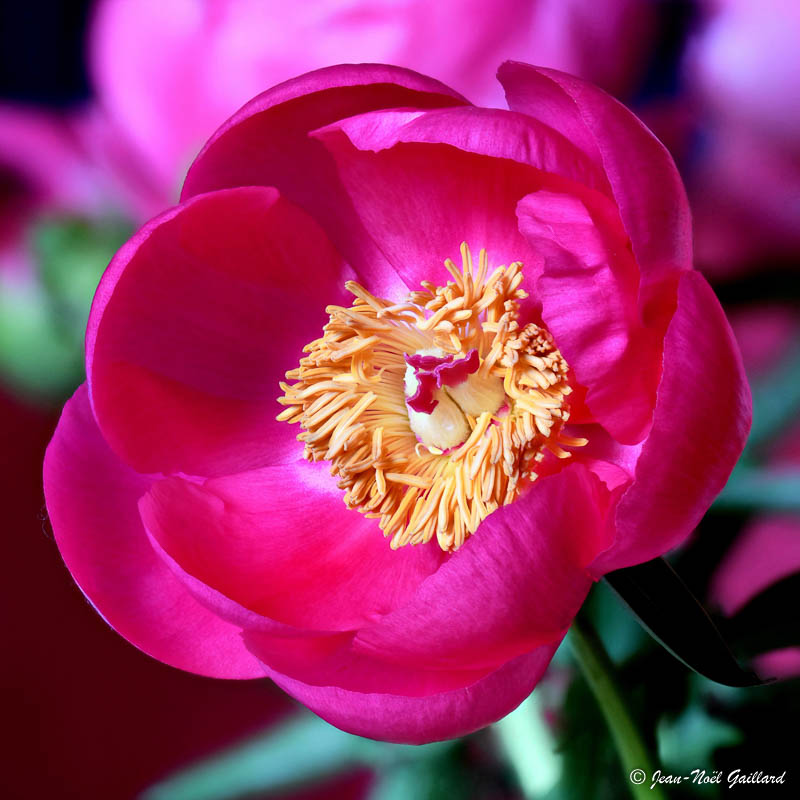 Focus stacking -Pivoine rouge