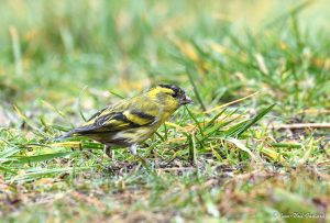 Parc naturel régional des Monts d'Ardèche - Tarin des aulnes mâle