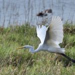 La Dombes - Etang du Grand-Birieu - Grande aigrette