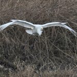 La Dombes - Grande aigrette