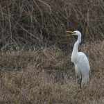 La Dombes - Grande aigrette