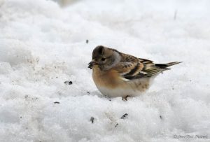 Parc Naturel Régional des Monts d'Ardèche - Pinson des arbres femelle