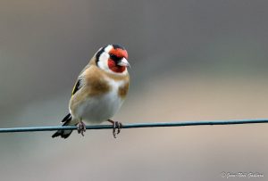 Parc Naturel Régional des Monts d'Ardèche - Chardonneret élégant mâle