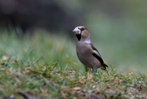 Parc Naturel Régional des Monts d'Ardèche - Gros bec casse-noyaux mâle