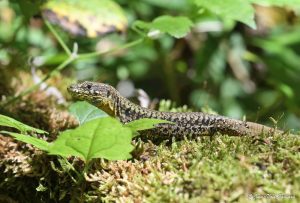 Grand Parc Miribel-Jonage - Lézard vivipare