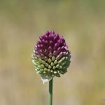 Grand Parc Miribel-Jonage - Ail à tête ronde - Allium sphaerocephalon