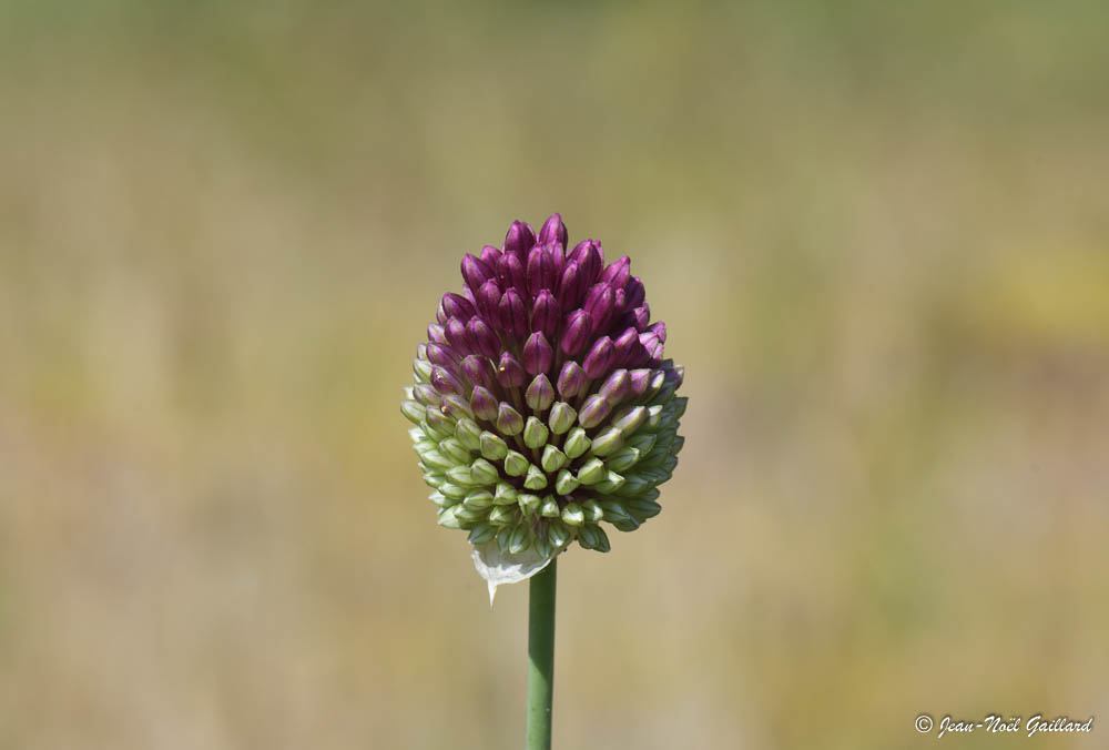 Grand Parc Miribel-Jonage - Ail à tête ronde - Allium sphaerocephalon
